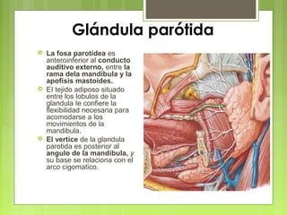 Glándula parótida
 La fosa parotídea es
anteroinferior al conducto
auditivo externo, entre la
rama dela mandibula y la
apofisis mastoides.
 EI tejido adiposo situado
entre los lobulos de la
glandula Ie confiere la
flexibilidad necesaria para
acomodarse a los
movimientos de la
mandibula.
 EI vertice de la glandula
parotida es posterior al
angulo de la mandibula, y
su base se relaciona con el
arco cigomatico.
 