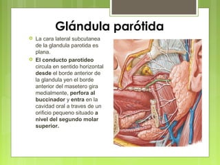 Glándula parótida
 La cara lateral subcutanea
de la glandula parotida es
plana.
 EI conducto parotideo
circula en sentido horizontal
desde el borde anterior de
la glandula yen el borde
anterior del masetero gira
medialmente, perfora al
buccinador y entra en la
cavidad oral a traves de un
orificio pequeno situado a
nivel del segundo molar
superior.
 