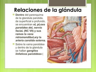 Relaciones de la glándula
 Dentro del parenquima
de la glandula parotida,
de superficial a profundo,
se encuentran eL pLexo
parotideo deL nervio
faciaL (NC VII) y sus
ramos la vena
retromandibuLary la
arteria carotida externa.
 Sobre la vaina parotidea
y dentro de la glandula
se hallan ganglios
linfaticos parotideos (
 