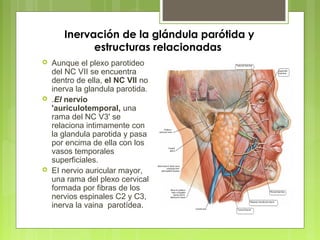 Inervación de la glándula parótida y
estructuras relacionadas
 Aunque el plexo parotideo
del NC VII se encuentra
dentro de ella, el NC VII no
inerva la glandula parotida.
 .EI nervio
'auriculotemporal, una
rama del NC V3' se
relaciona intimamente con
la glandula parotida y pasa
por encima de ella con los
vasos temporales
superficiales.
 EI nervio auricular mayor,
una rama del plexo cervical
formada por fibras de los
nervios espinales C2 y C3,
inerva la vaina parotídea.
 