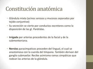 Constitución anatómica
• Glándula mixta (acinos serosos y mucosos separados por
tejido conjuntivo)
• Su secreción se vierte por conductos excretores como la
disposición de las gl. Parótidas.
• Irrigada por arterias procedentes de la facial y de la
submentoniana.
• Nervios parasimpaticos proceden del lingual, el cual se
anastomosa con la cuerda del tímpano. También derivan del
ganglio submaxilar. Recibe asimismo ramas simpáticas que
rodean las arterias de la glándula.

 