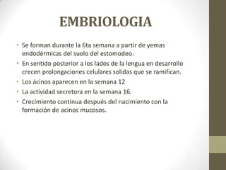 EMBRIOLOGIA
• Se forman durante la 6ta semana a partir de yemas
endodérmicas del suelo del estomodeo.
• En sentido posterior a los lados de la lengua en desarrollo
crecen prolongaciones celulares solidas que se ramifican.
• Los ácinos aparecen en la semana 12
• La actividad secretora en la semana 16.
• Crecimiento continua después del nacimiento con la
formación de acinos mucosos.

 