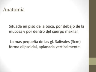 Anatomía
Situada en piso de la boca, por debajo de la
mucosa y por dentro del cuerpo maxilar.
La mas pequeña de las gl. Salivales (3cm)
forma elipsoidal, aplanada verticalmente.

 
