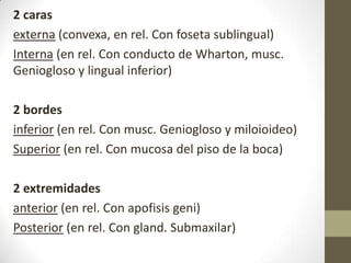 2 caras
externa (convexa, en rel. Con foseta sublingual)
Interna (en rel. Con conducto de Wharton, musc.
Geniogloso y lingual inferior)

2 bordes
inferior (en rel. Con musc. Geniogloso y miloioideo)
Superior (en rel. Con mucosa del piso de la boca)
2 extremidades
anterior (en rel. Con apofisis geni)
Posterior (en rel. Con gland. Submaxilar)

 