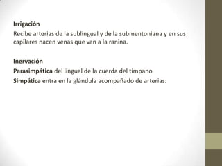Irrigación
Recibe arterias de la sublingual y de la submentoniana y en sus
capilares nacen venas que van a la ranina.
Inervación
Parasimpática del lingual de la cuerda del tímpano
Simpática entra en la glándula acompañado de arterias.

 