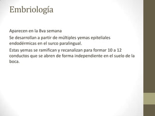 Embriología
Aparecen en la 8va semana
Se desarrollan a partir de múltiples yemas epiteliales
endodérmicas en el surco paralingual.
Estas yemas se ramifican y recanalizan para formar 10 a 12
conductos que se abren de forma independiente en el suelo de la
boca.

 