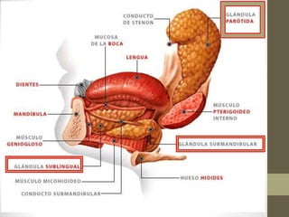 Glándula parotida,submandibular,sublingual 