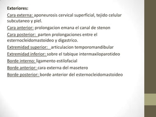 Exteriores:
Cara externa: aponeurosis cervical superficial, tejido celular
subcutaneo y piel.
Cara anterior: prolongacion emana el canal de stenon
Cara posterior: parten prolongaciones entre el
esternocleidomastoideo y digastrico.
Extremidad superior: articulacion temporomandibular
Extremidad inferior: sobre el tabique intermaxiloparotideo
Borde interno: ligamento estilofacial
Borde anterior: cara externa del masetero
Borde posterior: borde anterior del esternocleidomastoideo

 