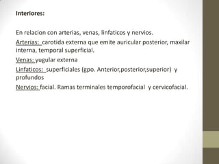 Interiores:
En relacion con arterias, venas, linfaticos y nervios.
Arterias: carotida externa que emite auricular posterior, maxilar
interna, temporal superficial.
Venas: yugular externa
Linfaticos: superficiales (gpo. Anterior,posterior,superior) y
profundos
Nervios: facial. Ramas terminales temporofacial y cervicofacial.

 