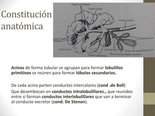 Constitución
anatómica

Acinos de forma tubular se agrupan para formar lobulillos
primitivos se reúnen para formar lóbulos secundarios.
De cada acino parten conductos intercalares (cond .de Boll)
Que desembocan en conductos intralobulillares., que reunidos
entre si forman conductos interlobulillares que van a terminar
al conducto excretor (cond. De Stenon).

 