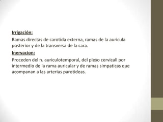 Irrigación:
Ramas directas de carotida externa, ramas de la auricula
posterior y de la transversa de la cara.
Inervacion:
Proceden del n. auriculotemporal, del plexo cervicall por
intermedio de la rama auricular y de ramas simpaticas que
acompanan a las arterias parotideas.

 