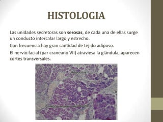 HISTOLOGIA
Las unidades secretoras son serosas, de cada una de ellas surge
un conducto intercalar largo y estrecho.
Con frecuencia hay gran cantidad de tejido adiposo.
El nervio facial (par craneano VII) atraviesa la glándula, aparecen
cortes transversales.

 