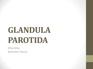 GLANDULA
PAROTIDA
Mitzy Brito
Xochicalco Tijuana

 
