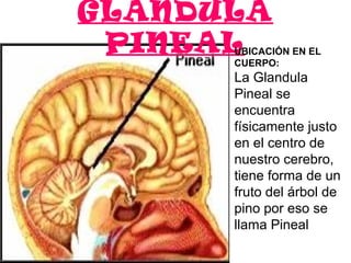 GLANDULA
 PINEAL
      UBICACIÓN EN EL
      CUERPO:
      La Glandula 
      Pineal se 
      encuentra 
      físicamente justo 
      en el centro de 
      nuestro cerebro, 
      tiene forma de un 
      fruto del árbol de 
      pino por eso se 
      llama Pineal 
 