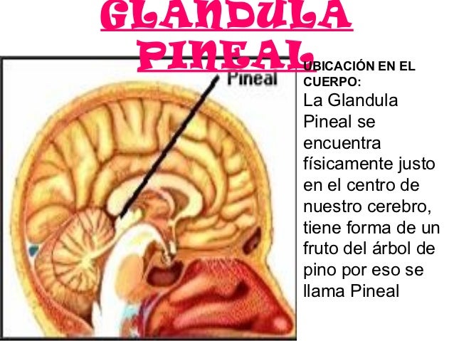 la-gl-ndula-pineal-aprende-qu-es-su-funci-n-y-c-mo-activarla-gljy