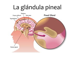 La glándula pineal
 