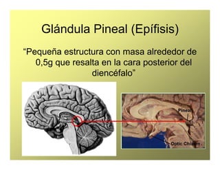 Glándula Pineal (Epífisis)
“Pequeña estructura con masa alrededor de
0,5g que resalta en la cara posterior del
diencéfalo”
 