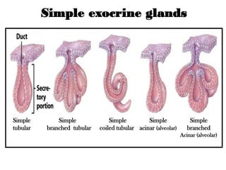 Glandular-Epithelium.pdf is essential and understood | PDF