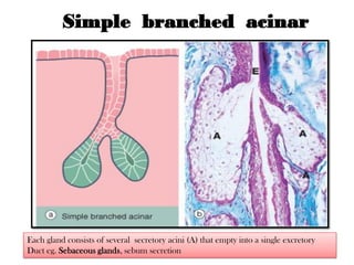 Glandular-Epithelium.pdf is essential and understood | PDF