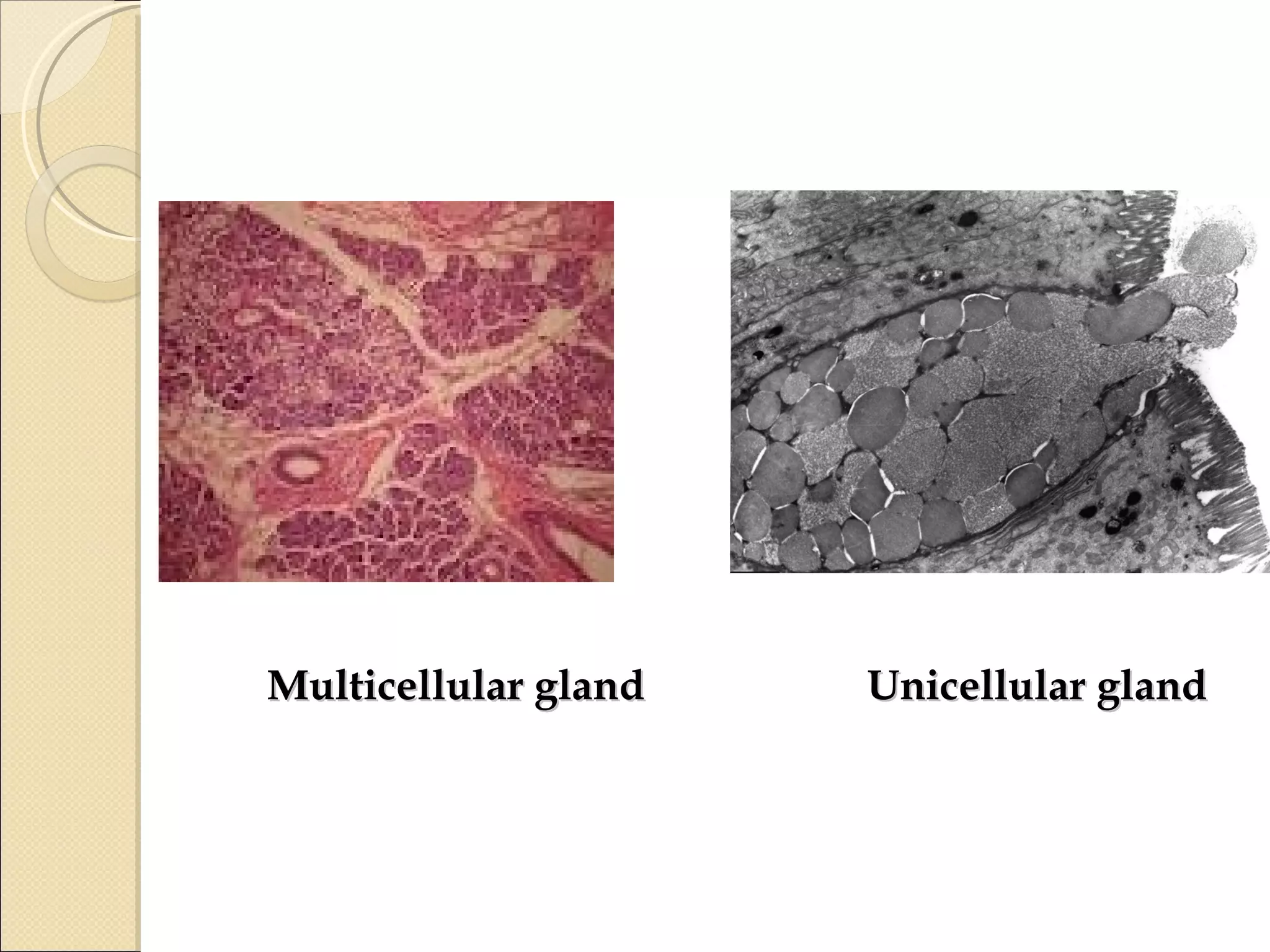 Multicellular gland  Unicellular gland  