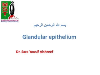 ‫الرحيم‬ ‫الرحمن‬ ‫هللا‬ ‫بسم‬
Glandular epithelium
Dr. Sara Yousif Alshreef
 