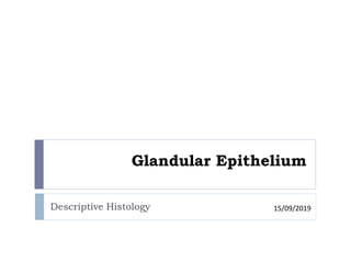 Glandular Epithelium
Descriptive Histology 15/09/2019
 