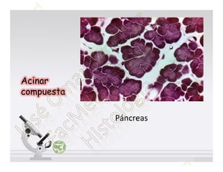Acinar
compuesta

            Páncreas
 