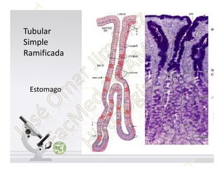Histología: Glandulas