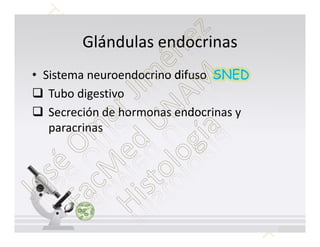 Histología: Glandulas