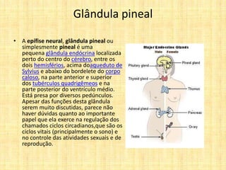 Glândula pineal
• A epífise neural, glândula pineal ou
simplesmente pineal é uma
pequena glândula endócrina localizada
perto do centro do cérebro, entre os
dois hemisférios, acima doaqueduto de
Sylvius e abaixo do bordelete do corpo
caloso, na parte anterior e superior
dos tubérculos quadrigêmeos e na
parte posterior do ventrículo médio.
Está presa por diversos pedúnculos.
Apesar das funções desta glândula
serem muito discutidas, parece não
haver dúvidas quanto ao importante
papel que ela exerce na regulação dos
chamados ciclos circadianos,que são os
ciclos vitais (principalmente o sono) e
no controle das atividades sexuais e de
reprodução.
 