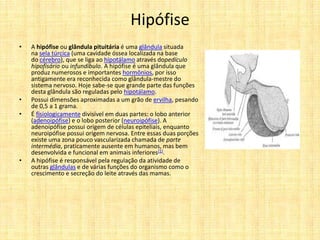 Hipófise
• A hipófise ou glândula pituitária é uma glândula situada
na sela túrcica (uma cavidade óssea localizada na base
do cérebro), que se liga ao hipotálamo através dopedículo
hipofisário ou infundíbulo. A hipófise é uma glândula que
produz numerosos e importantes hormônios, por isso
antigamente era reconhecida como glândula-mestre do
sistema nervoso. Hoje sabe-se que grande parte das funções
desta glândula são reguladas pelo hipotálamo.
• Possui dimensões aproximadas a um grão de ervilha, pesando
de 0,5 a 1 grama.
• É fisiologicamente divisível em duas partes: o lobo anterior
(adenoipófise) e o lobo posterior (neuroipófise). A
adenoipófise possui origem de células epiteliais, enquanto
neuroipófise possui origem nervosa. Entre essas duas porções
existe uma zona pouco vascularizada chamada de parte
intermédia, praticamente ausente em humanos, mas bem
desenvolvida e funcional em animais inferiores[1].
• A hipófise é responsável pela regulação da atividade de
outras glândulas e de várias funções do organismo como o
crescimento e secreção do leite através das mamas.
 