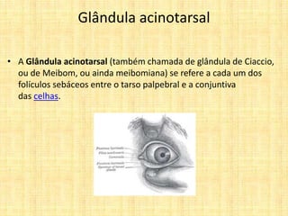 Glândula acinotarsal
• A Glândula acinotarsal (também chamada de glândula de Ciaccio,
ou de Meibom, ou ainda meibomiana) se refere a cada um dos
folículos sebáceos entre o tarso palpebral e a conjuntiva
das celhas.
 