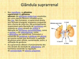 Glândula suprarrenal
• Nos mamíferos, as glândulas
suprarrenais ou glândulas
adrenais são glândulas endócrinas envolvidas
por uma cápsula fibrosa e situadas acima
dos rins. Nos humanos, a suprarrenal direita
tem formato triangular, enquanto a esquerda
tem a forma de meia-lua. São principalmente
responsáveis pela liberação de hormônios em
resposta ao stress através da síntese e
liberação de hormonas corticosteróides, como
o cortisol, e de catecolaminas, como
a adrenalina (ou epinefrina). Estimulam a
conversão de proteínas e gorduras em glicose,
ao mesmo tempo que diminuem a captação
de glicose pelas células, aumentando, assim, a
utilização de gorduras.
• As suprarrenais afetam o funcionamento dos
rins através da secreção da aldosterona, um
hormônio envolvido na regulação
da osmolaridade do plasma sanguíneo.
 