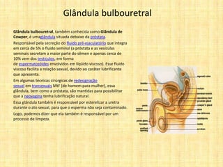 Glândula bulbouretral
Glândula bulbouretral, também conhecida como Glândula de
Cowper, é umaglândula situada debaixo da próstata.
Responsável pela secreção do fluido pré-ejaculatório que integra
em cerca de 5% o fluido seminal (a próstata e as vesículas
seminais secretam a maior parte do sêmen e apenas cerca de
10% vem dos testículos, em forma
de espermatozóides envolvidos em líqüido viscoso). Esse fluido
viscoso facilita a relação sexual, devido ao caráter lubrificante
que apresenta.
Em algumas técnicas cirúrgicas de redesignação
sexual em transexuais MtF (de homem para mulher), essa
glândula, bem como a próstata, são mantidas para possibilitar
que a neovagina tenha lubrificação natural.
Essa glândula também é responsável por esterelizar a uretra
durante o ato sexual, para que o esperma não seja contaminado.
Logo, podemos dizer que ela também é responsável por um
processo de limpeza.
 