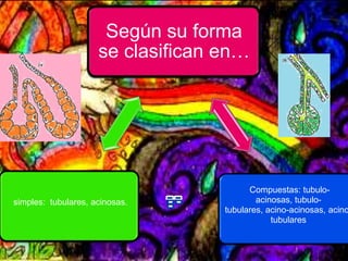 Según su forma pueden ser:Según su forma
se clasifican en…
Compuestas: tubulo-
acinosas, tubulo-
tubulares, acino-acinosas, acino
tubulares
simples: tubulares, acinosas.