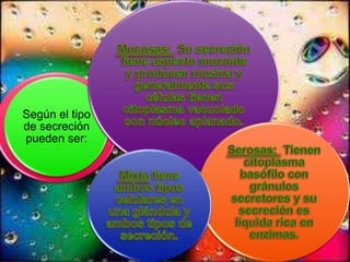 Según el tipo
de secreción
pueden ser: