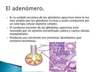 





Es la unidad secretora de las glándulas apocrinas tiene la luz
mas amplia que las glándulas ecrinas y están compuesto por
un solo tipo celular (epitelio simple).
El conducto excretor de las glándulas apocrinas está
revestido por un epitelio estratificado cúbico y carece células
mioepiteliales.
Producen una secreción con proteínas abundantes que
contiene feromonas.

 