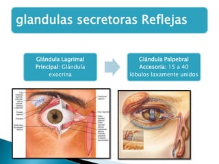 glandulas secretoras Reflejas
Glándula Lagrimal
Principal: Glándula
exocrina

Glándula Palpebral
Accesoria: 15 a 40
lóbulos laxamente unidos

 