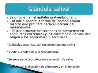 Glándula salival





Se originan en el epitelio oral embrionario
-Al inicio adopta la forma del cordón celular
macizo que prolifera hacia el interior del
mesénquima.
-Posteriormente los cordones se convierten en
conductos excretores y los extremos bulbosos dan
origen a los adenomero glandulares.

*Glándulas exocrinas, con secreción tipo merocrina
*Vierte su contenido a la cavidad bucal
*Se encarga de la producción y secreción de saliva
*Participa en la digestión de alimentos y en la fonación

 
