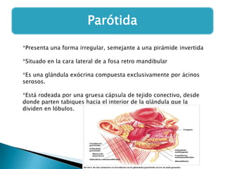 Parótida
*Presenta una forma irregular, semejante a una pirámide invertida
*Situado en la cara lateral de a fosa retro mandibular
*Es una glándula exócrina compuesta exclusivamente por ácinos
serosos.
*Está rodeada por una gruesa cápsula de tejido conectivo, desde
donde parten tabiques hacia el interior de la glándula que la
dividen en lóbulos.

 