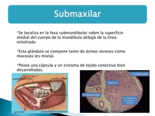 Submaxilar
*Se localiza en la fosa submandibular sobre la superficie
medial del cuerpo de la mandíbula debajo de la línea
milohiode
*Esta glándula se compone tanto de ácinos serosos como
mucosos (es mixta).
*Posee una cápsula y un estroma de tejido conectivo bien
desarrollados.

 