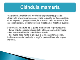 Glándula mamaria
*La glándula mamaria es hormona-dependiente; para su
desarrollo y funcionamiento necesita la acción de la prolactina,
el estrógeno, la progesterona, la hormona del crecimiento, los
glucocorticoides, (depende de eje hipotálamo, hipófisis ovario).
Se ubican a la altura de la parte media de la región pectoral:
- Entre el 2do espacio intercostal y el 6to espacio intercostal
- Por adentro el borde lateral de esternón
- Por fuera llega hasta el pliegue o la línea axilar anterior.
La línea mamaria va desde la región pectoral hasta la región
inguinal.

 