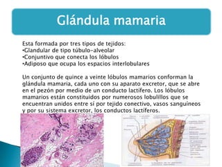 Glándula mamaria
Esta formada por tres tipos de tejidos:
•Glandular de tipo túbulo-alveolar
•Conjuntivo que conecta los lóbulos
•Adiposo que ocupa los espacios interlobulares
Un conjunto de quince a veinte lóbulos mamarios conforman la
glándula mamaria, cada uno con su aparato excretor, que se abre
en el pezón por medio de un conducto lactífero. Los lóbulos
mamarios están constituidos por numerosos lobulillos que se
encuentran unidos entre sí por tejido conectivo, vasos sanguíneos
y por su sistema excretor, los conductos lactíferos.

 