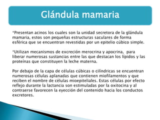 Glándula mamaria
*Presentan acinos los cuales son la unidad secretora de la glándula
mamaria, estos son pequeñas estructuras saculares de forma
esférica que se encuentran revestidas por un epitelio cúbico simple.
*Utilizan mecanismos de excreción merocrina y apocrina, para
liberar numerosas sustancias entre las que destacan los lípidos y las
proteínas que constituyen la leche materna.
Por debajo de la capa de células cúbicas o cilíndricas se encuentran
numerosas células aplanadas que contienen miofilamentos y que
reciben el nombre de células mioepiteliales. Estas células por efecto
reflejo durante la lactancia son estimuladas por la oxitocina y al
contraerse favorecen la eyección del contenido hacia los conductos
excretores.

 