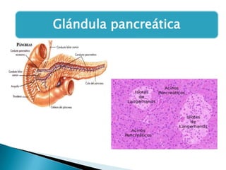 Glándula pancreática

 