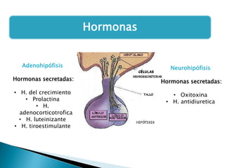 Hormonas

Adenohipófisis

Neurohipófisis

Hormonas secretadas:

Hormonas secretadas:

• H. del crecimiento
• Prolactina
• H.
adenocorticotrofica
• H. luteinizante
• H. tiroestimulante

• Oxitoxina
• H. antidiuretica

 