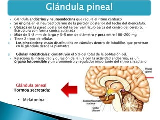 Glándula pineal





1)

2)


Glándula endocrina y neuroendocrina que regula el ritmo cardiaco
Se origina en el neuroectodermo de la porción posterior del techo del diencéfalo.
Ubicada en la pared posterior del tercer ventrículo cerca del centro del cerebro.
Estructura con forma cónica aplanada
Mide de 5-8 mm de largo y 3-5 mm de diámetro y pesa entre 100-200 mg
Tiene 2 tipos de células
Los pinealocitos: están distribuidos en cúmulos dentro de lobulillos que penetran
en la glándula desde la piamadre
Células intersticiales: constituyen el 5 % del total de la población cel.
Relaciona la intensidad y duración de la luz con la actividad endocrina, es un
órgano fotosensible y un cronometro y regulador importante del ritmo circadiano

Glándula pineal
Hormoa secretada:
• Melatonina

 