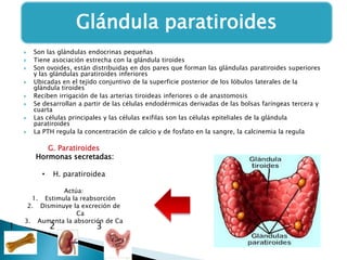 Glándula paratiroides









Son las glándulas endocrinas pequeñas
Tiene asociación estrecha con la glándula tiroides
Son ovoides, están distribuidas en dos pares que forman las glándulas paratiroides superiores
y las glándulas paratiroides inferiores
Ubicadas en el tejido conjuntivo de la superficie posterior de los lóbulos laterales de la
glándula tiroides
Reciben irrigación de las arterias tiroideas inferiores o de anastomosis
Se desarrollan a partir de las células endodérmicas derivadas de las bolsas faríngeas tercera y
cuarta
Las células principales y las células exifilas son las células epiteliales de la glándula
paratiroides
La PTH regula la concentración de calcio y de fosfato en la sangre, la calcinemia la regula

G. Paratiroides
Hormonas secretadas:
•

1

H. paratiroidea

Actúa:
1. Estimula la reabsorción
2. Disminuye la excreción de
Ca
3. Aumenta la absorción de Ca

2

3

 