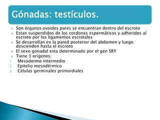 Gónadas: testículos.






1.
2.
3.

Son órganos ovoides pares se encuentran dentro del escroto
Estan suspendidos de los cordones espermáticos y adheridos al
escroto por los ligamentos escrotales
Se desarrollan en la pared posterior del abdomen y luego
descienden hasta el escroto
El sexo gonadal esta determinado por el gen SRY
Tiene 3 orígenes:
Mesodermo intermedio
Epitelio mesodérmico
Células germinales primordiales

 