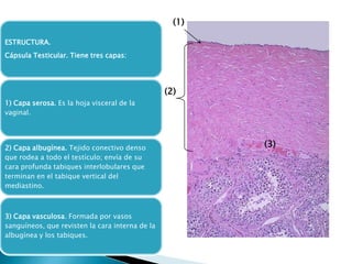 (1)
ESTRUCTURA.
Cápsula Testicular. Tiene tres capas:

(2)
1) Capa serosa. Es la hoja visceral de la
vaginal.

2) Capa albugínea. Tejido conectivo denso
que rodea a todo el testículo; envía de su
cara profunda tabiques interlobulares que
terminan en el tabique vertical del
mediastino.

3) Capa vasculosa. Formada por vasos
sanguíneos, que revisten la cara interna de la
albugínea y los tabiques.

(3)

 